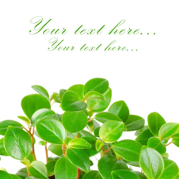 Gröna blad isolerade på vit bakgrund — Stockfoto