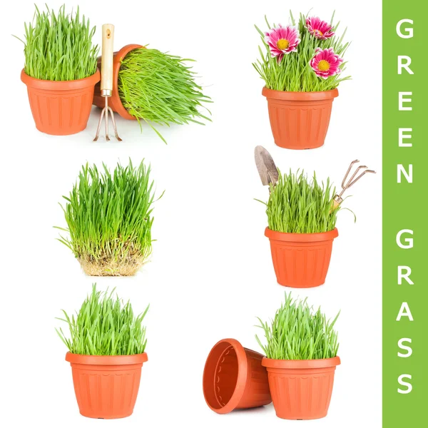 Green grass in a pot isolated — Stock Photo, Image