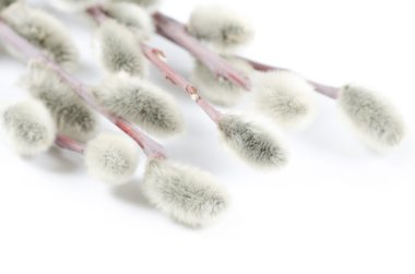 Beautiful branch of willow isolated clipart