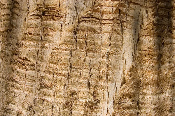 Bark of an old tree as a background — Stock Photo, Image