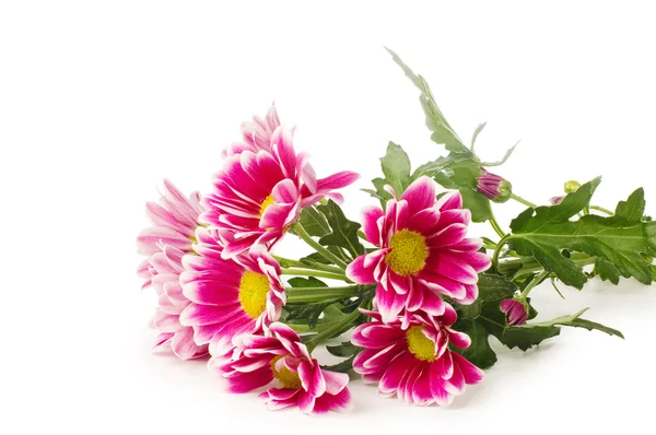 Krásné růžové chryzantéma izolovaných na bílém — Stock fotografie