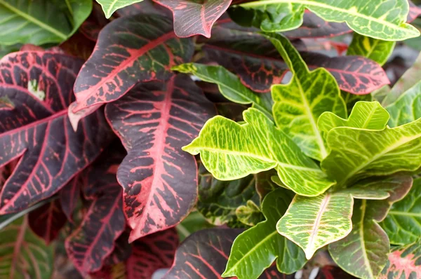 明るく新鮮な緑の植物の背景 — ストック写真