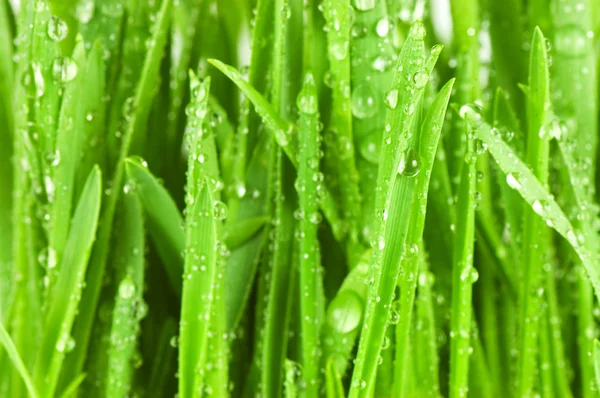 Friss zöld fű vízcseppekkel — Stock Fotó