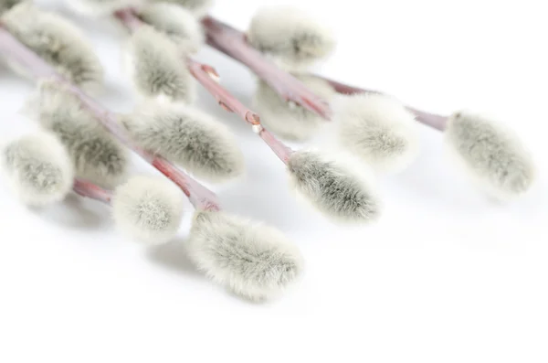 Beautiful branch of willow isolated — Stock Photo, Image