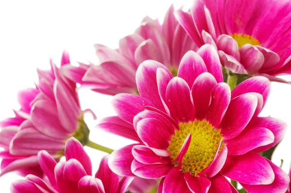 Piękny różowy chrysanthemum na białym tle — Zdjęcie stockowe