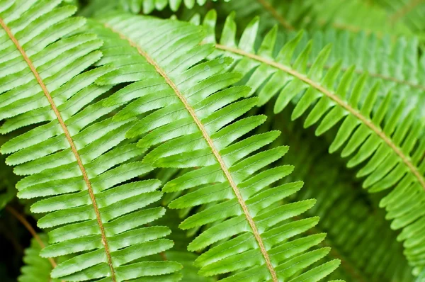 Fresh young bright green fern background — Stock Photo, Image