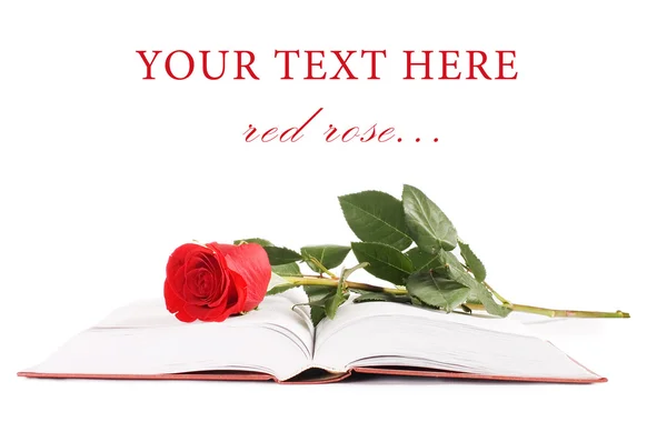 Belle rose rouge sur le livre — Photo