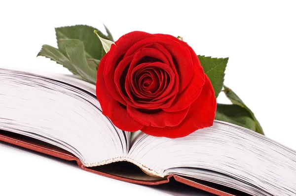 Hermosa rosa roja en el libro — Foto de Stock