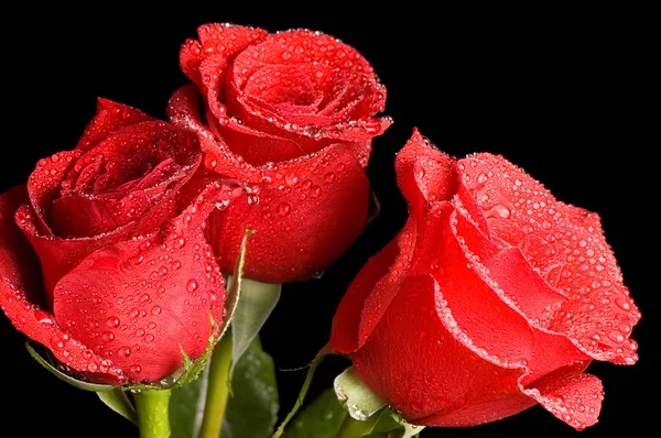 Červená růže na černém pozadí — Stock fotografie