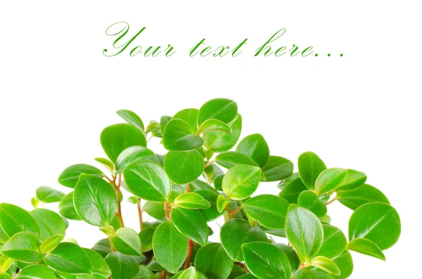 Gröna blad isolerade på vit bakgrund — Stockfoto