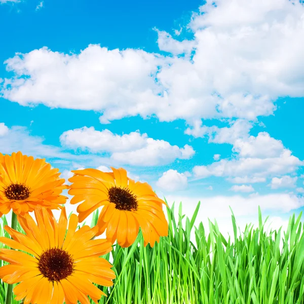 Весенние цветы в траве против неба — стоковое фото