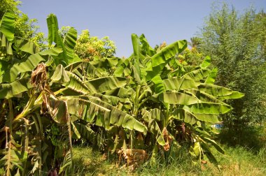 Plantation of banana palm trees clipart