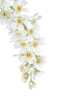 Bird cherry branch isolated clipart