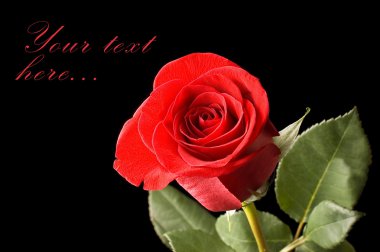 Beautiful red rose on a black clipart