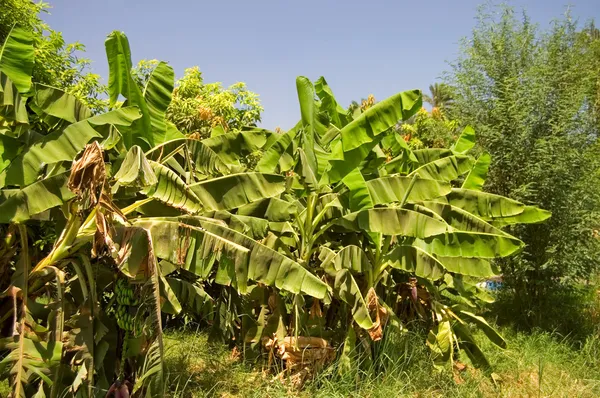 Plantacji bananów palmy — Zdjęcie stockowe