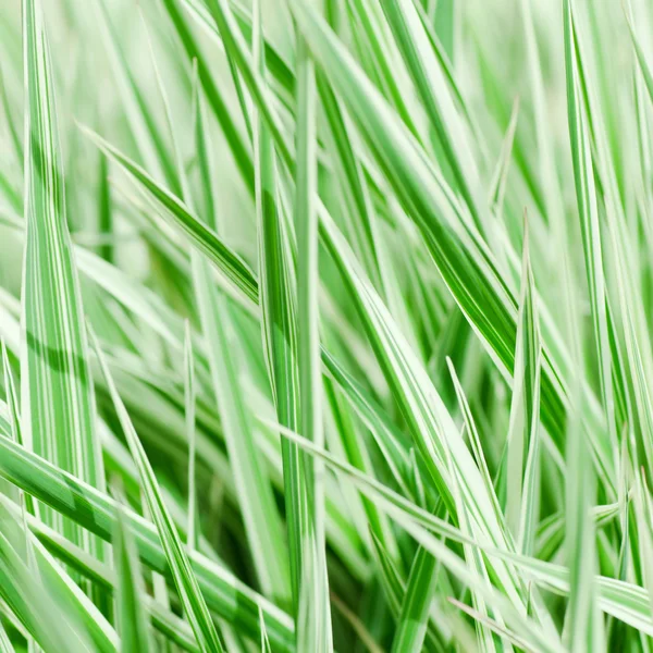 Hierba verde fresca — Foto de Stock