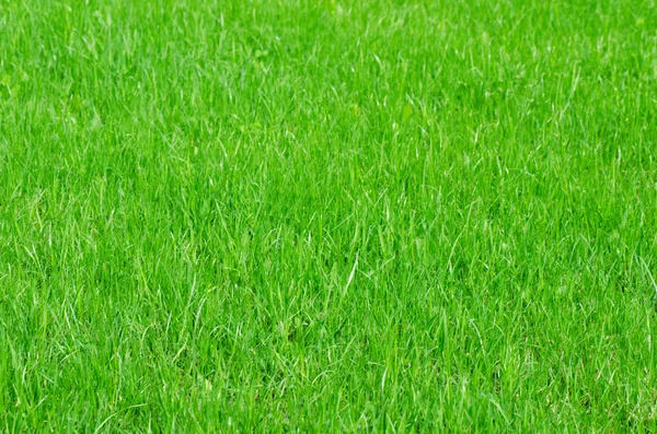 新鲜绿草 — 图库照片