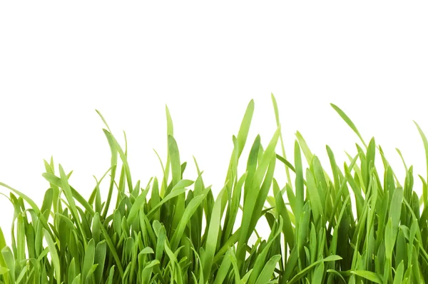 Taze yeşil çimenler beyaz üzerinde izole — Stok fotoğraf
