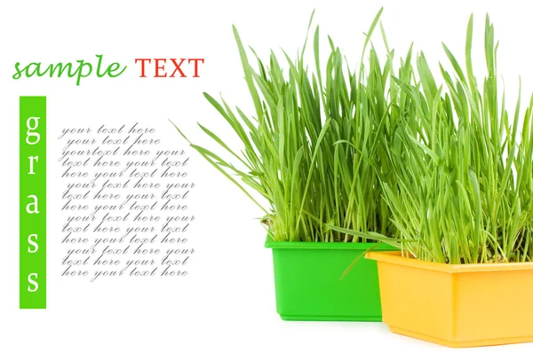 Groen gras in een pot geïsoleerd — Stockfoto