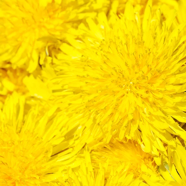 O dente-de-leão amarelo fresco como fundo — Fotografia de Stock