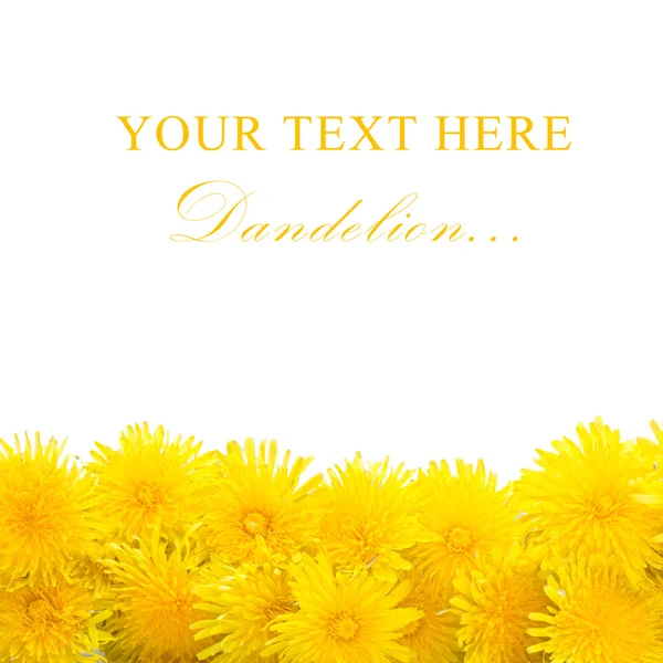 Dandelion amarelo isolado em um branco — Fotografia de Stock