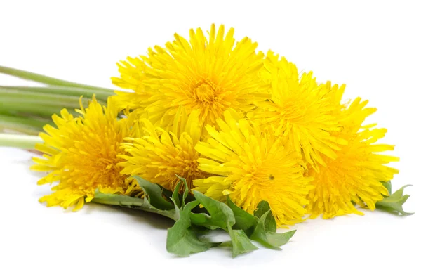 Yellow dandelion isolated on a white — Stock Photo, Image