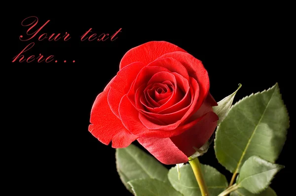 Bela rosa vermelha em um preto — Fotografia de Stock