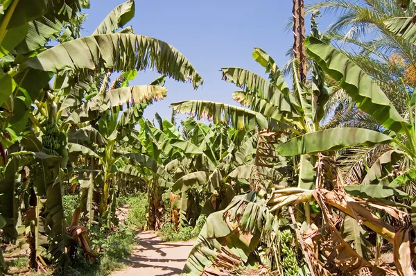 Plantacji bananów palmy — Zdjęcie stockowe