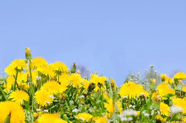 Piękna wiosna mniszek lekarski — Zdjęcie stockowe
