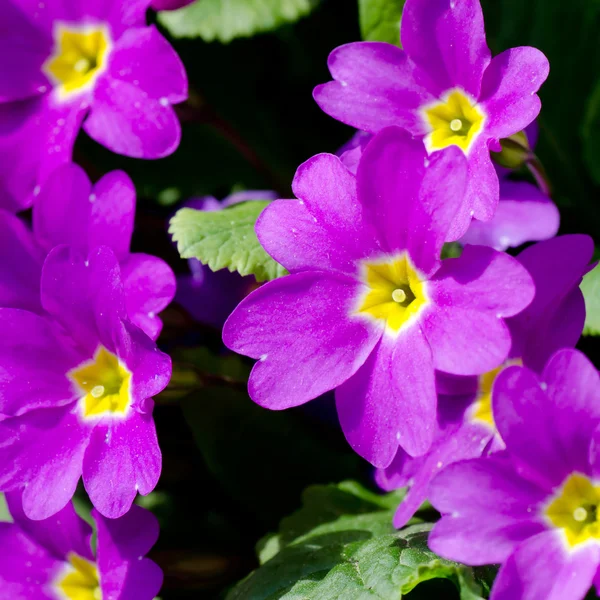 Bellissimi fiori primaverili — Foto Stock