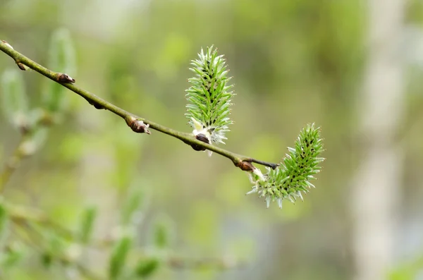 Zweig einer Weide — Stockfoto