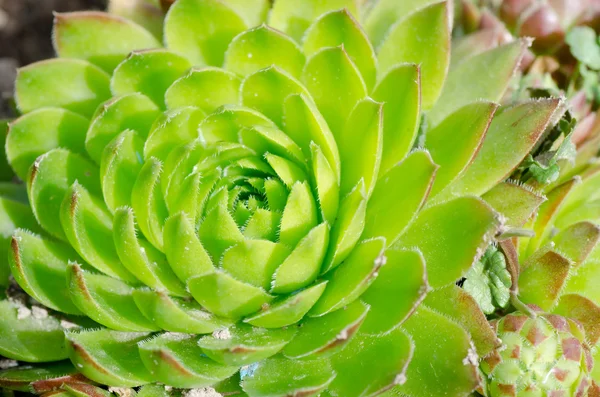 Fräsch ljus grön växt bakgrund — Stockfoto