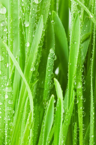 Vers groen gras met waterdruppels — Stockfoto