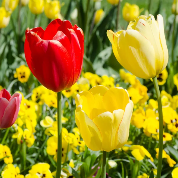 Krásné jarní květiny — Stock fotografie