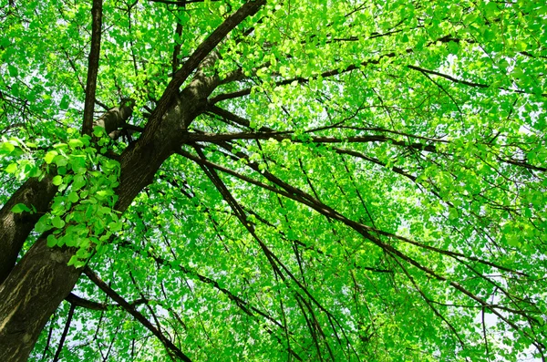 Sonnenlicht im grünen Wald — Stockfoto
