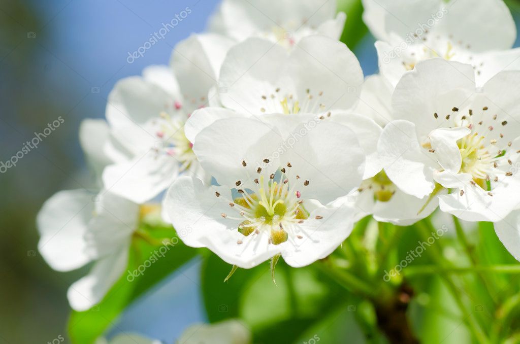 Blossoming an apple-tree in the sprin