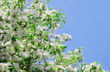 bir elma ağacı sprin içinde blossoming