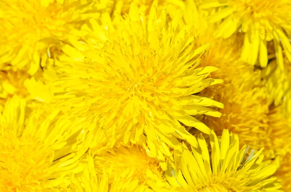 背景として黄色の新鮮なタンポポ — ストック写真