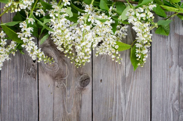Bird cherry branch on wooden surface — Stock Photo, Image