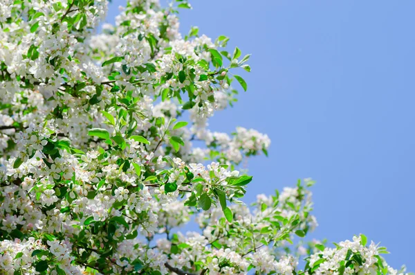 Bir elma ağacı sprin içinde blossoming — Stok fotoğraf