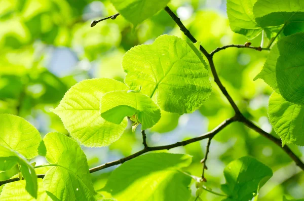 木の枝に春の葉 — ストック写真