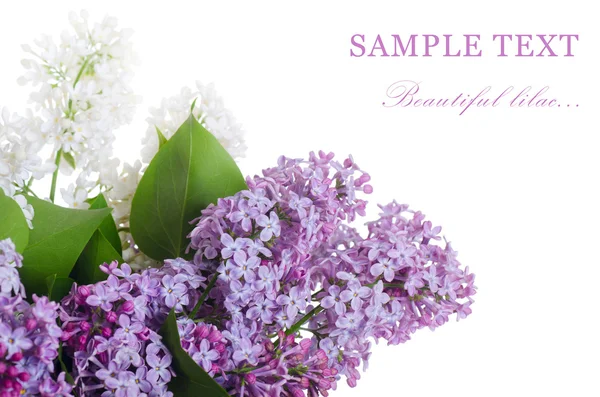 Gyönyörű lila elszigetelt fehér background — Stock Fotó