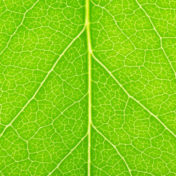 Green leaf of a lilac — Stock Photo, Image
