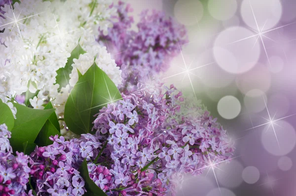 O belo lilás em um contexto — Fotografia de Stock
