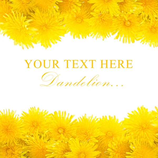 Dandelion amarelo isolado em um branco — Fotografia de Stock