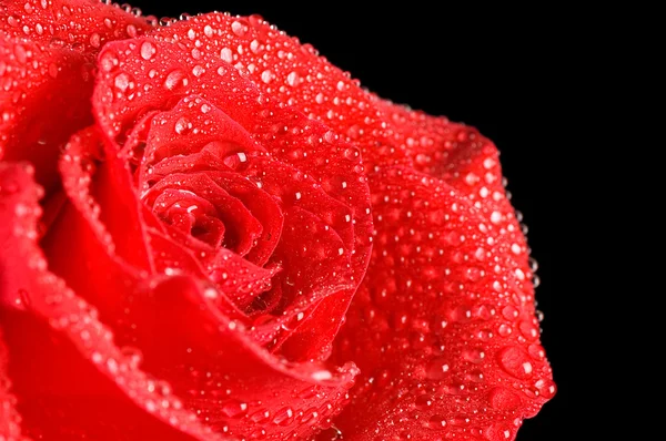 Hermosa rosa roja sobre un negro —  Fotos de Stock