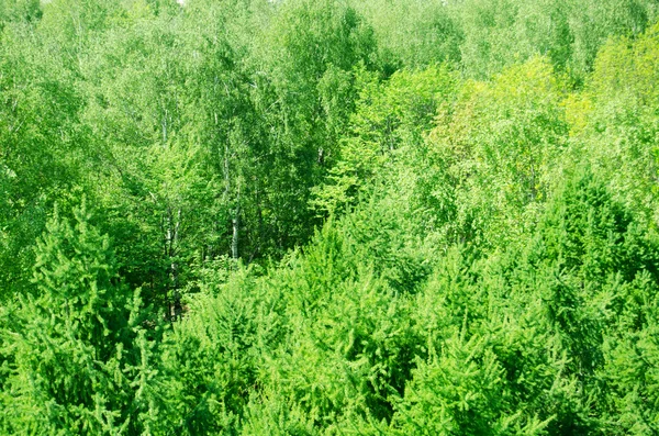 Blad av grönt trä från höjd — Stockfoto