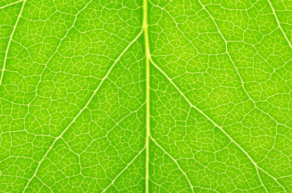 Green leaf of a lilac — Stock Photo, Image