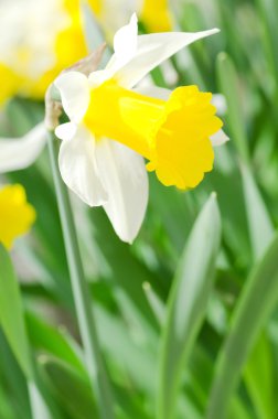 Güzel bahar çiçekleri