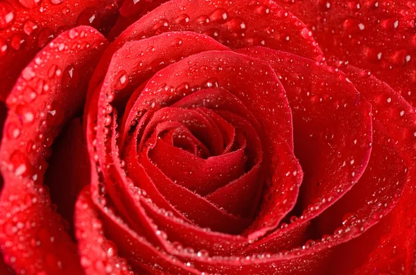 Piękna czerwona róża jako tło — Zdjęcie stockowe